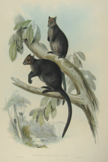 John Gould Macropodidae